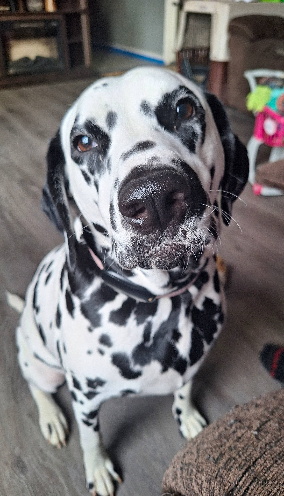 Akira is registered to the contest to win money with this photo: canidae, carnivore, collar, companion_dog, dalmatian, dog, dog_breed, dog_collar, fur, monochrome_photography, non_sporting_group, snout, sporting_group, whiskers, white, working_animal