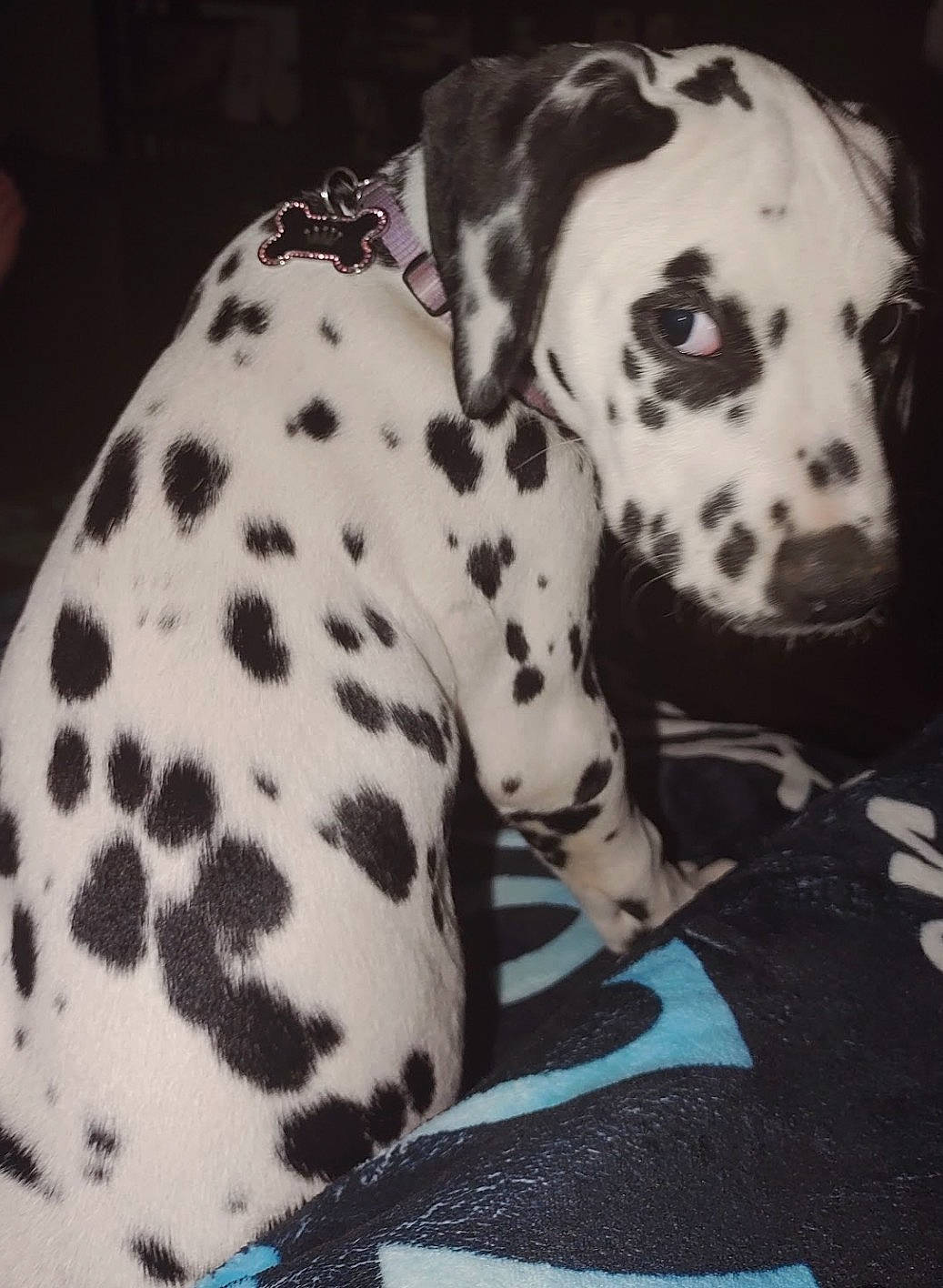 Akira is registered to the contest to win money with this photo: black, canidae, carnivore, collar, companion_dog, dalmatian, dog, dog_breed, dog_collar, dog_supply, fawn, fur, non_sporting_group, pattern, snout, sporting_group, whiskers, white, working_animal