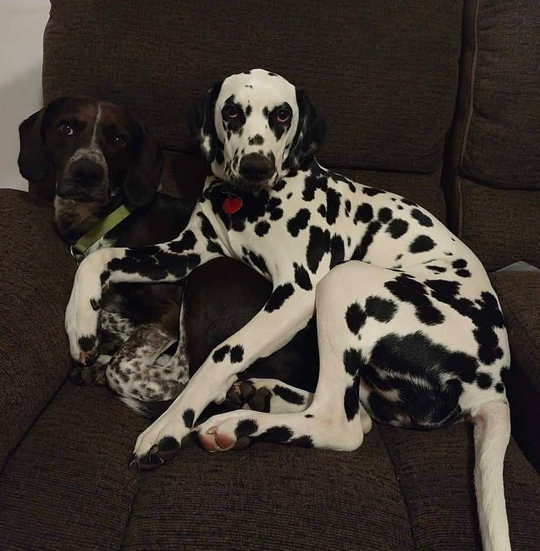 Akira is registered to the contest to win money with this photo: bored, canidae, carnivore, collar, comfort, companion_dog, dalmatian, dog, dog_breed, dog_collar, dog_supply, fawn, fur, paw, pet_supply, snout, sporting_group, terrestrial_animal, white, working_animal