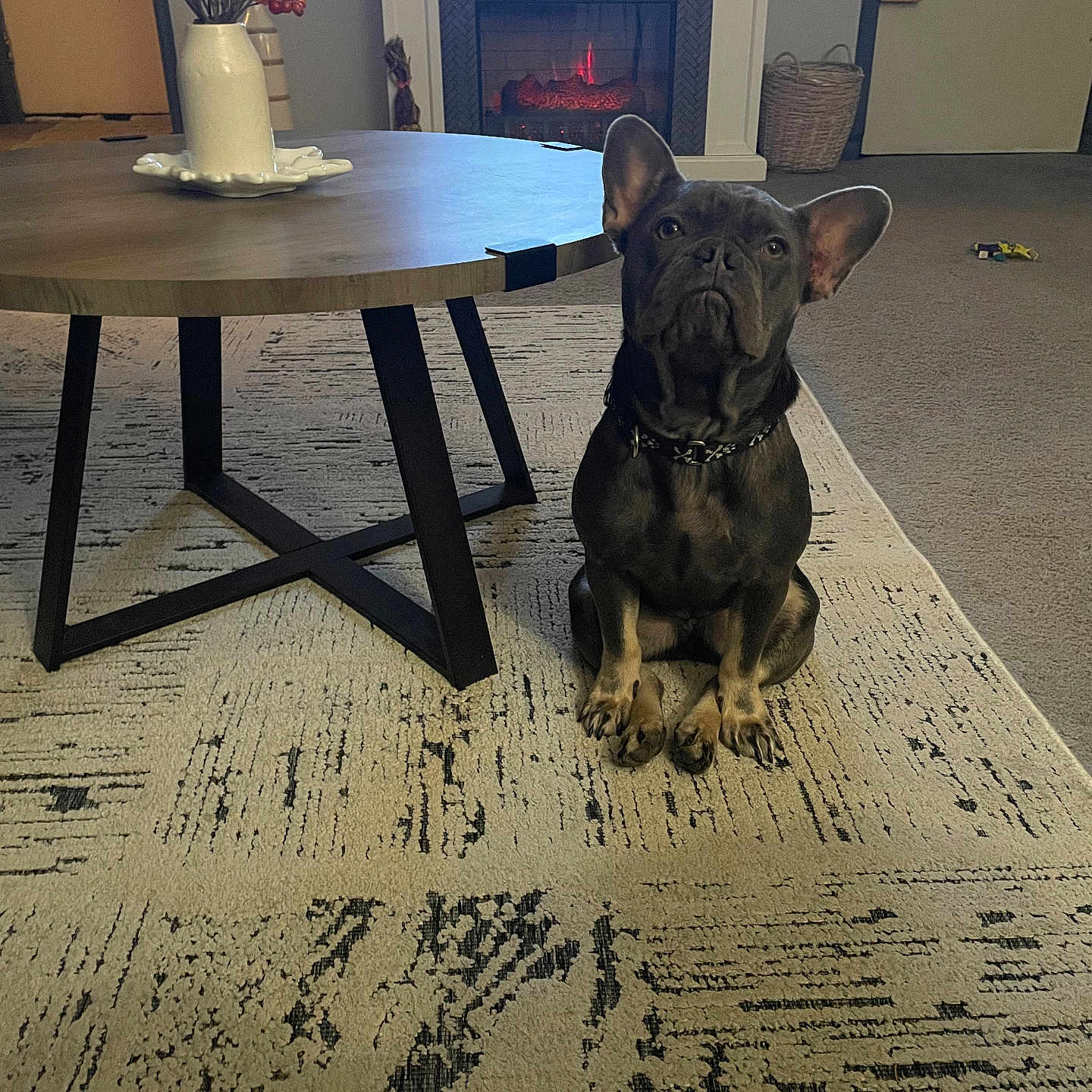 Mona is registered to the contest to win money with this photo: animal, architecture, building, bulldog, canine, coffeetable, diningroom, diningtable, dog, fireplace, frenchbulldog, furniture, hardwood, indoors, interiordesign, pet, puppy, room, table, wood