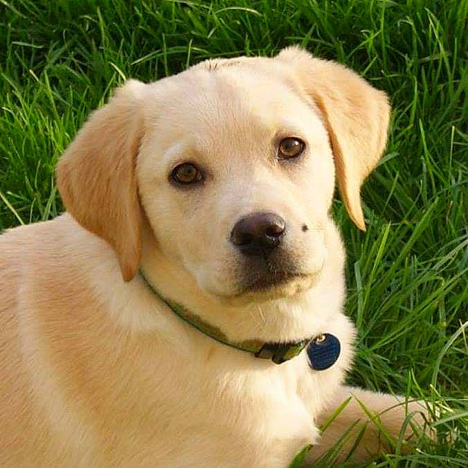 Lune participe au concours pour gagner de l'argent avec cette photo : canidae, carnivore, companion_dog, dog, dog_breed, dog_collar, fawn, fur, grass, hunting_dog, labrador_retriever, plant, puppy, snout, sporting_group, terrestrial_animal, whiskers, wildlife, working_animal