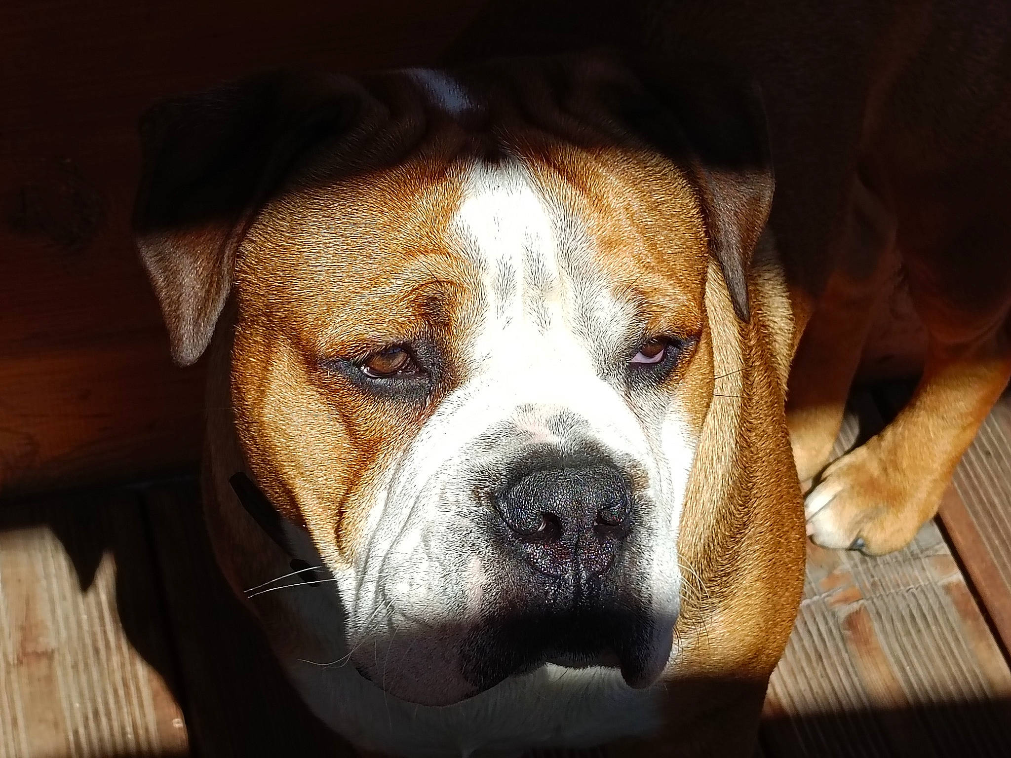 Teuk a rejoint le concours — aidez-le/la à gagner de superbes lots ! bored, canidae, carnivore, companion_dog, dog, dog_breed, dog_collar, fawn, non_sporting_group, old_english_bulldog, snout, sporting_group, whiskers, working_dog