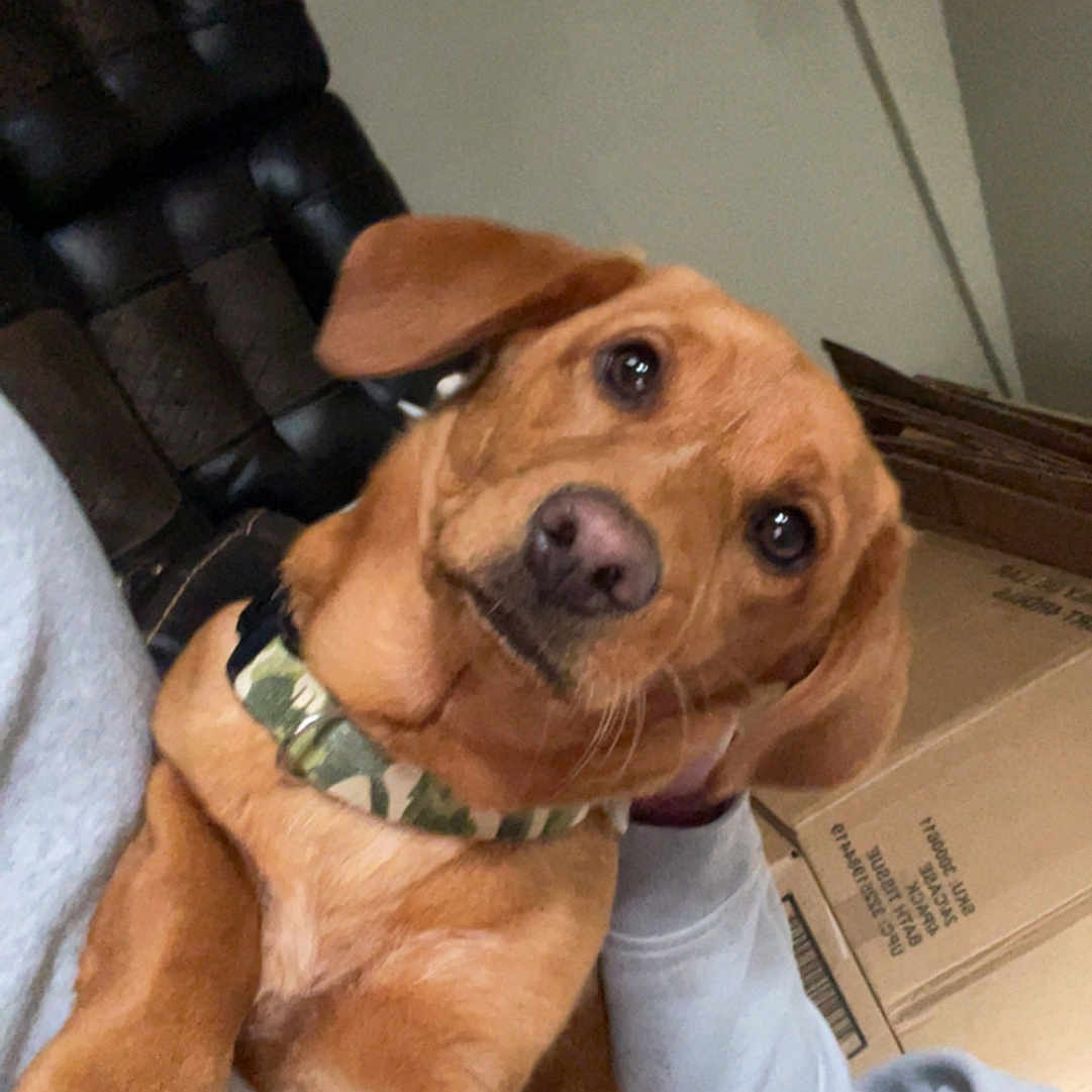 Loki is registered to the contest to win money with this photo: animal, brown_dog, camouflage, cardboard_box, casual, close_up, collar, companion, cozy, curious, cute, dog, head_tilt, holding, human_hand, indoor, leather_chair, person, pet, portrait