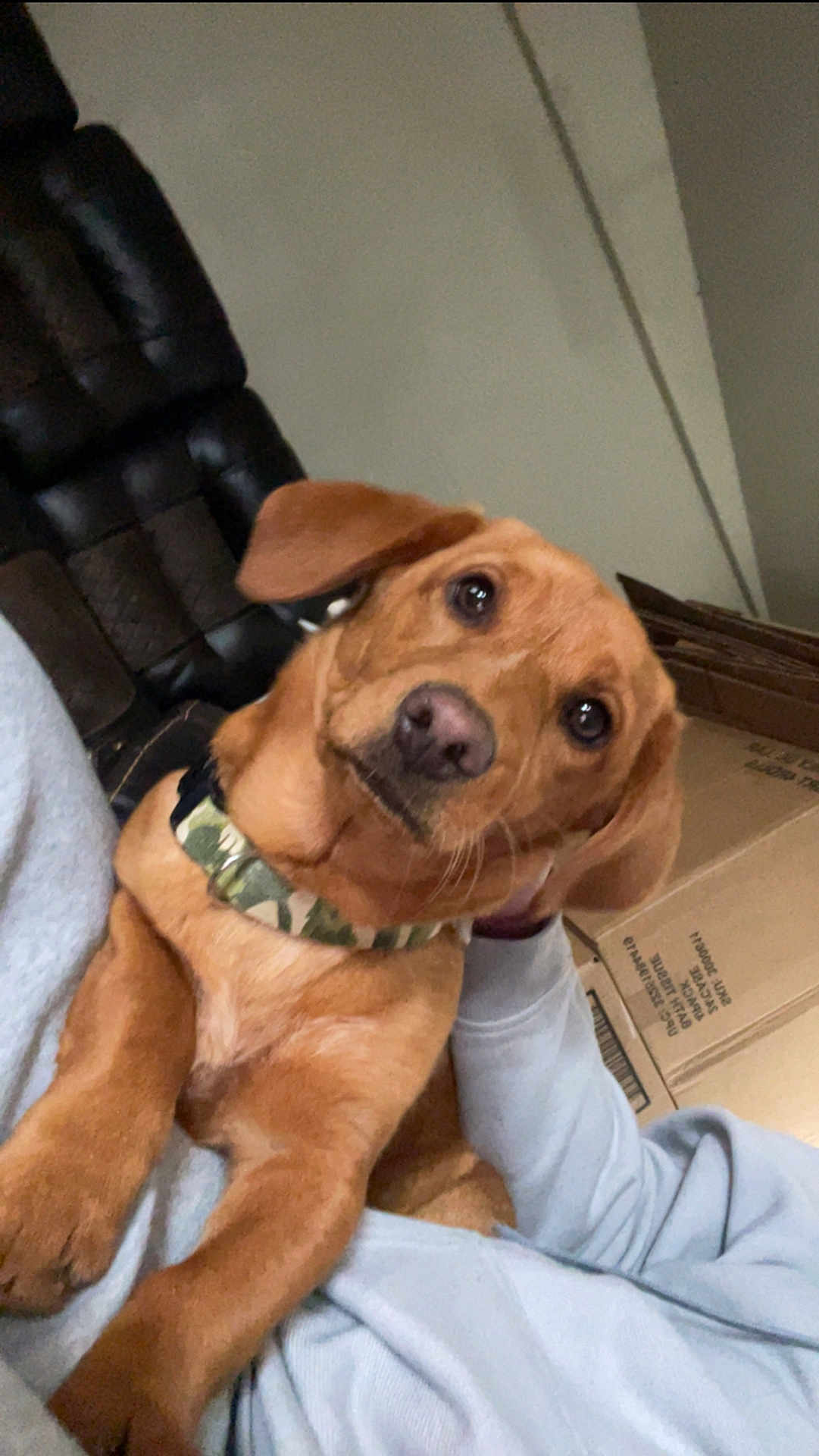 Loki