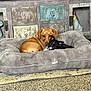 Loki is registered to the contest to win money with this photo: dog, brown_dog, black_and_white_dog, dog_bed, carpet, rug, wooden_cabinet, decor, mushroom_ornament, gnome_ornament, indoor, cuddle, pets, cozy, animal, furry, resting, companion, cute, fur