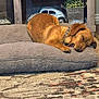 Loki is registered to the contest to win money with this photo: dog, sleeping, dog_bed, brown_dog, collar, carpet, decor, toy_car, shelf, plant, indoor, pet, resting, cozy, furniture, relaxing, home, floor, quiet, cute
