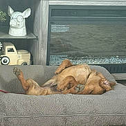 Loki joined the competition — help win amazing prizes! dog, sleeping, dog_bed, brown_dog, indoor, cozy, relaxed, toy_truck, decorative_pig, statue, home_interior, furniture, fireplace, wood, pet, animal, paw, napping, cute, resting