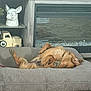dog, sleeping, dog_bed, brown_dog, indoor, cozy, relaxed, toy_truck, decorative_pig, statue, home_interior, furniture, fireplace, wood, pet, animal, paw, napping, cute, resting