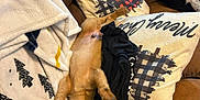 Loki joined the competition — help win amazing prizes! dog, sleeping, upside_down, couch, blanket, pillow, brown, black_and_white_dog, cozy, indoor, pet, relaxed, fur, animal, resting, cute, paw, home, comfort, funny_pose