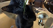 Shadow joined the competition — help win amazing prizes! animal, black_cat, close_up, cozy, curious, cushions, decor, furniture, glass_table, greenery, home, indoor, kitten, living_room, pet, plant, playful, reflection, table, young_cat