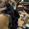 animal, black_cat, close_up, cozy, curious, cushions, decor, furniture, glass_table, greenery, home, indoor, kitten, living_room, pet, plant, playful, reflection, table, young_cat