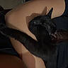 Shadow is registered to the contest to win money with this photo: animal, arm, black_cat, cat, comfort, companion, cozy, cute, dark, feline, human, indoor, intimate, paw, pet, quiet, relaxation, resting, shadow, sleeping