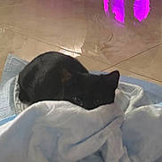 Shadow joined the competition — help win amazing prizes! animal, black_cat, blanket, cat, cozy, cute, domestic, floor, fur, hidden, indoor, peeking, pet, purple_light, quiet, reflection, resting, shadow, soft_texture, tile_floor