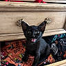 Shadow joined the competition — help win amazing prizes! animal, black_kitten, cat, clothing, colorful_clothes, curious, cute, domestic_cat, drawer, feline, furniture, indoor, mouth_open, open_drawer, pet, playful, small_cat, wide_eyes, wooden_dresser, young_cat