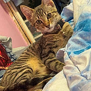 Luna is registered to the contest to win money with this photo: tabby_cat, kitten, pet, indoor, bed, blanket, striped_fur, collar, curious, young_cat, feline, resting, cozy, domestic_cat, animal, eyes, ears, tail, soft_fabric, home