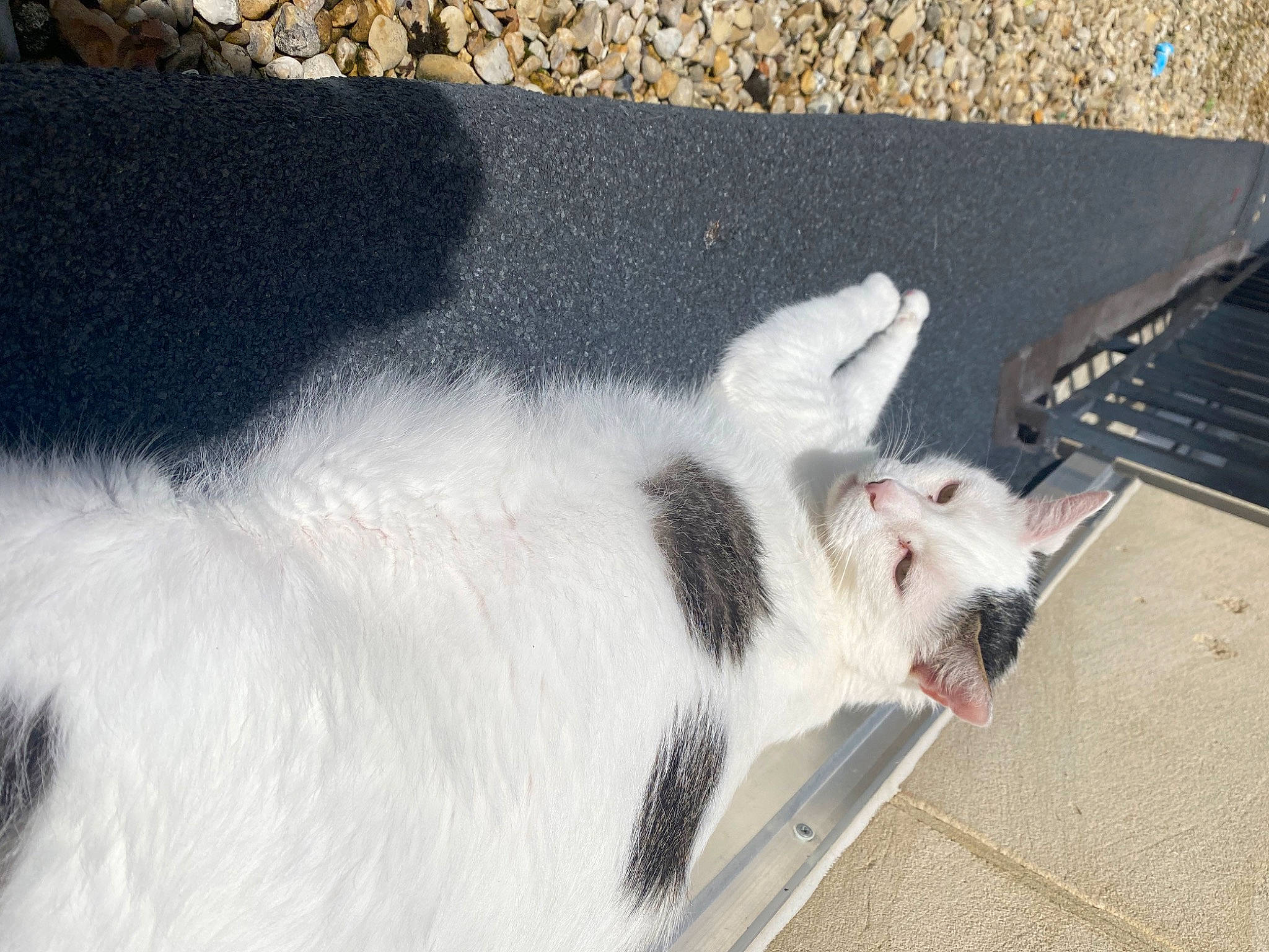 Bubulle participe au concours pour gagner de l'argent avec cette photo : asphalt, canidae, carnivore, cat, claw, collar, dog_breed, domestic_short_haired_cat, felidae, fur, livestock, non_sporting_group, paw, road_surface, small_to_medium_sized_cats, snout, sporting_group, tail, whiskers, working_animal