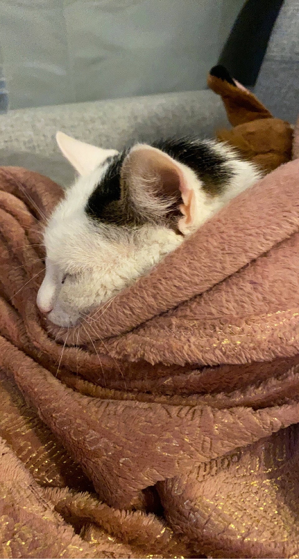 Bubulle a rejoint le concours — aidez-le/la à gagner de superbes lots ! carnivore, cat, comfort, domestic_short_haired_cat, fawn, felidae, fur, linens, nap, paw, sleep, small_to_medium_sized_cats, snout, tail, terrestrial_animal, whiskers, wood, wool