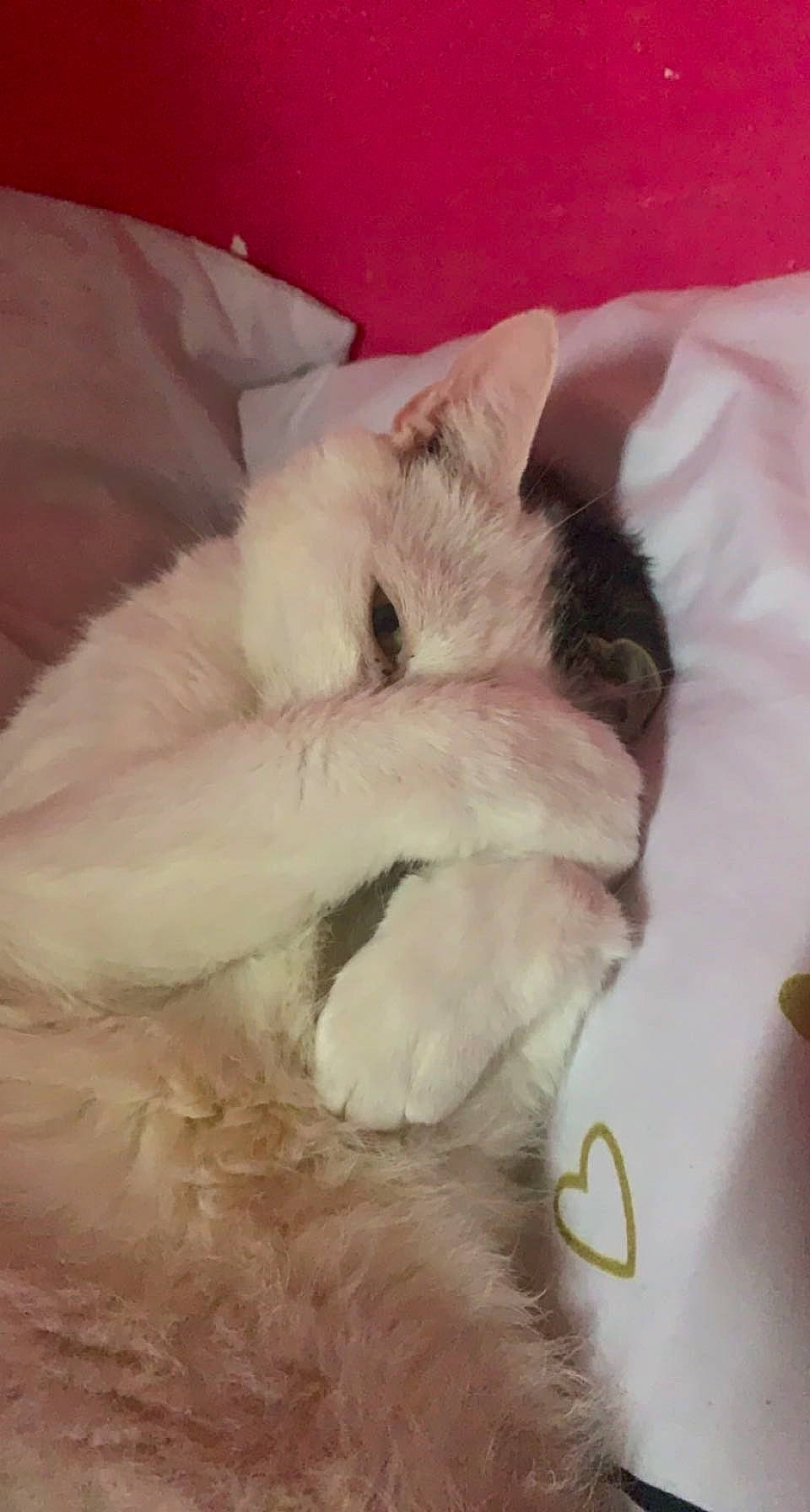 Bubulle participe au concours pour gagner de l'argent avec cette photo : canidae, cat, claw, comfort, companion_dog, dog_breed, felidae, fur, paw, puppy, ragdoll, small_to_medium_sized_cats, sporting_group, tail, whiskers