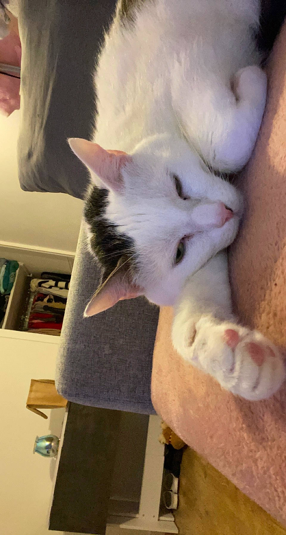 Bubulle participe au concours pour gagner de l'argent avec cette photo : canidae, carnivore, cat, claw, comfort, companion_dog, dog_breed, domestic_short_haired_cat, ear, fawn, felidae, fur, gesture, nail, nose, paw, small_to_medium_sized_cats, snout, tail, whiskers