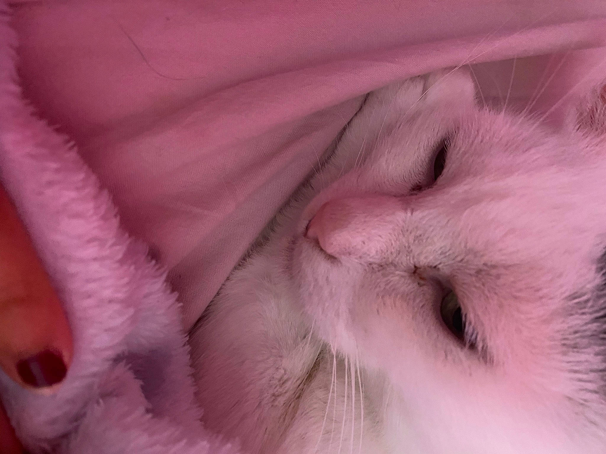Bubulle participe au concours pour gagner de l'argent avec cette photo : beard, cat, close_up, comfort, eyelash, fawn, felidae, fur, linens, magenta, paw, peach, petal, pink, small_to_medium_sized_cats, snout, whiskers, wrinkle