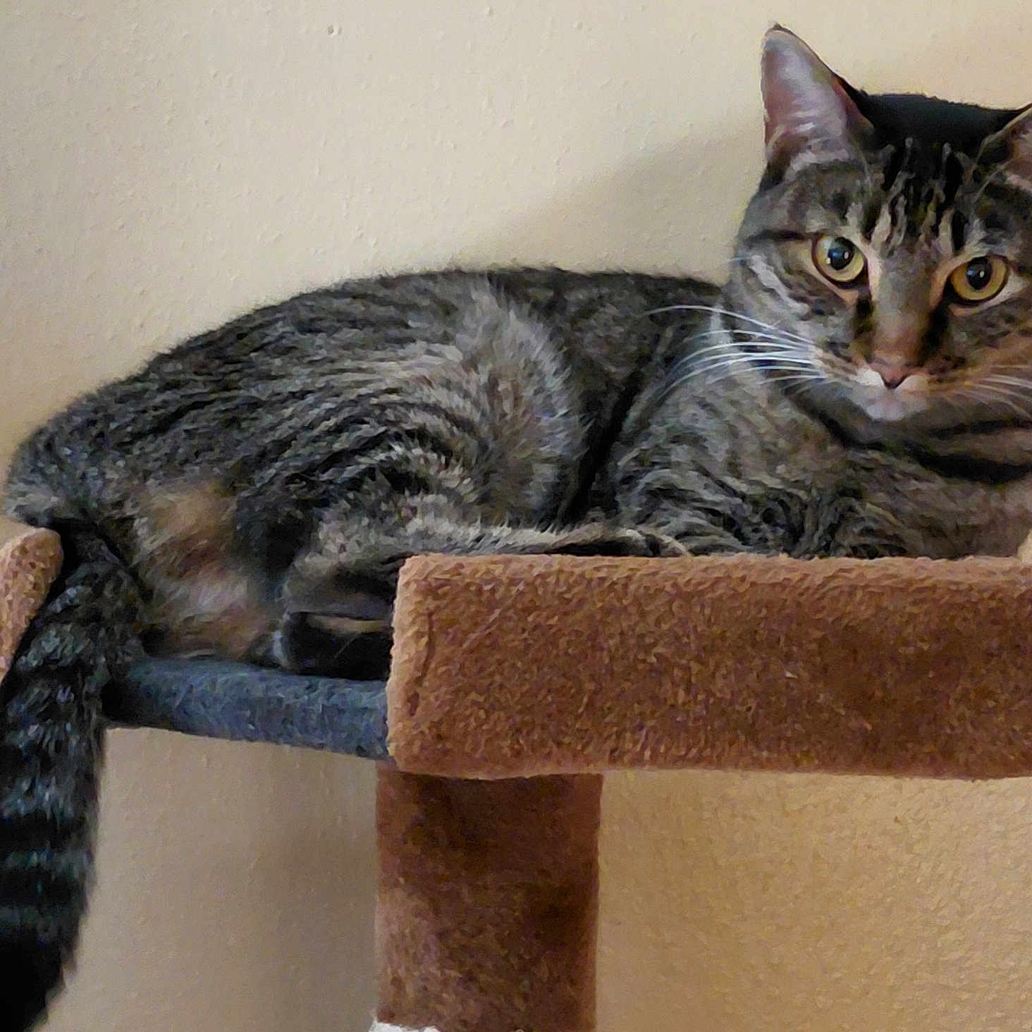 Tygeer joined the competition — help win amazing prizes! alert, animal, carpeted, cat, closeup, cute, domestic_cat, ears, feline, fur, household, indoor, mammal, perch, pet, relaxed, resting, tabby, tail, whiskers