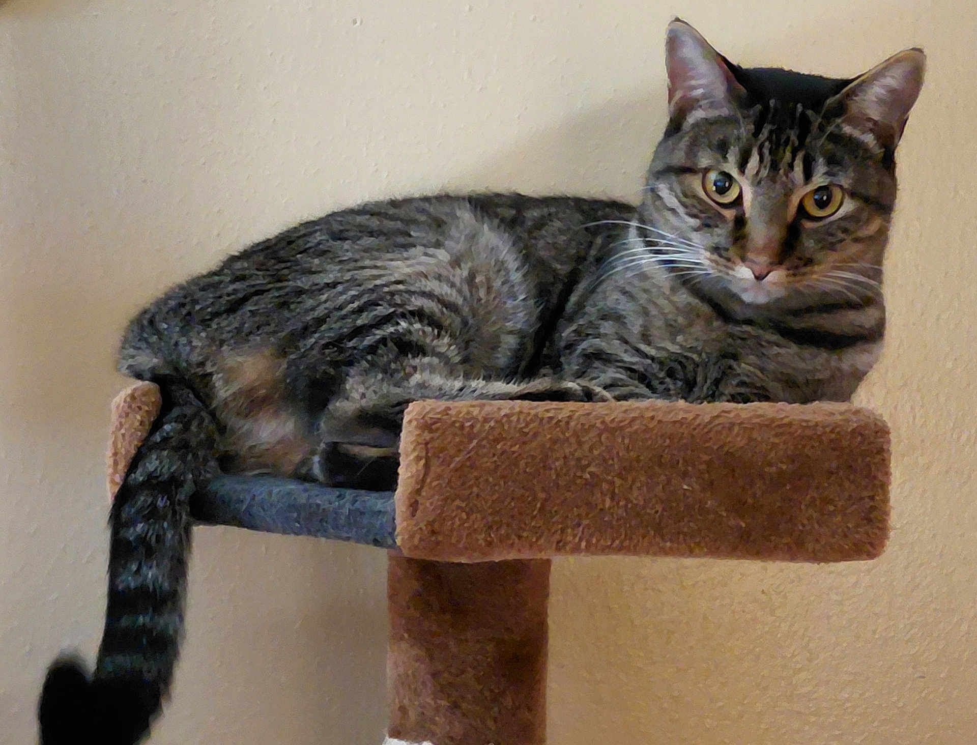 Tygeer joined the competition — help win amazing prizes! alert, animal, carpeted, cat, closeup, cute, domestic_cat, ears, feline, fur, household, indoor, mammal, perch, pet, relaxed, resting, tabby, tail, whiskers