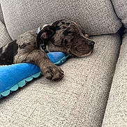 Oreo is registered to the contest to win money with this photo: puppy, dog, sleeping, couch, plush_toy, blue_toy, gray_couch, nap, pet, domestic_animal, relaxing, indoor, fur, collar, cute, young_dog, resting, paw, cozy, animal