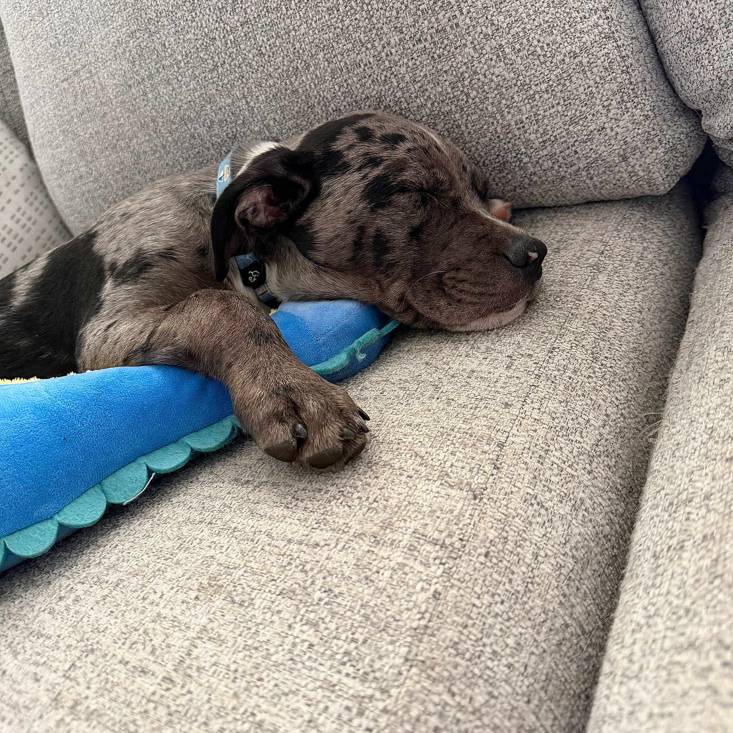 Oreo