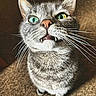 Morris joined the competition — help win amazing prizes! animal, carpet, cat, close_up, cute, fangs, feline, funny_expression, fur, gray_cat, green_eyes, indoor, looking_up, mismatched_eyes, pet, portrait, small, tabby, whiskers, yellow_eyes