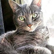 Morris joined the competition — help win amazing prizes! animal, cat, closeup, cozy, cute, domestic_cat, ears, feline, fur, gray_fur, green_eyes, indoor, pet, portrait, relaxed, resting, sunlight, tabby_cat, whiskers, window