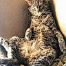 Morris joined the competition — help win amazing prizes! animal, blanket, cat, comfort, cozy, cute, ears, eyes, feline, fur, indoor, light, lounging, pet, relaxed, resting, shadow, tabby, wall, whiskers