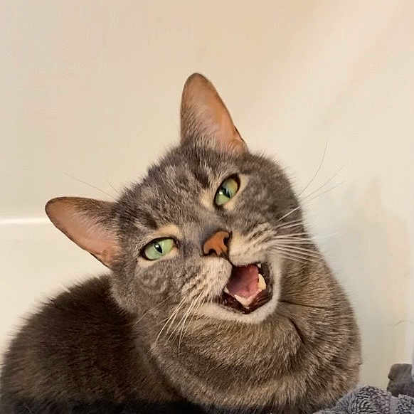 Morris joined the competition — help win amazing prizes! animal, cat, closeup, curious, cute, domestic_cat, ears, feline, fur, gray_tabby, green_eyes, indoor, meowing, mouth_open, pet, portrait, resting, sleepy, towel, whiskers
