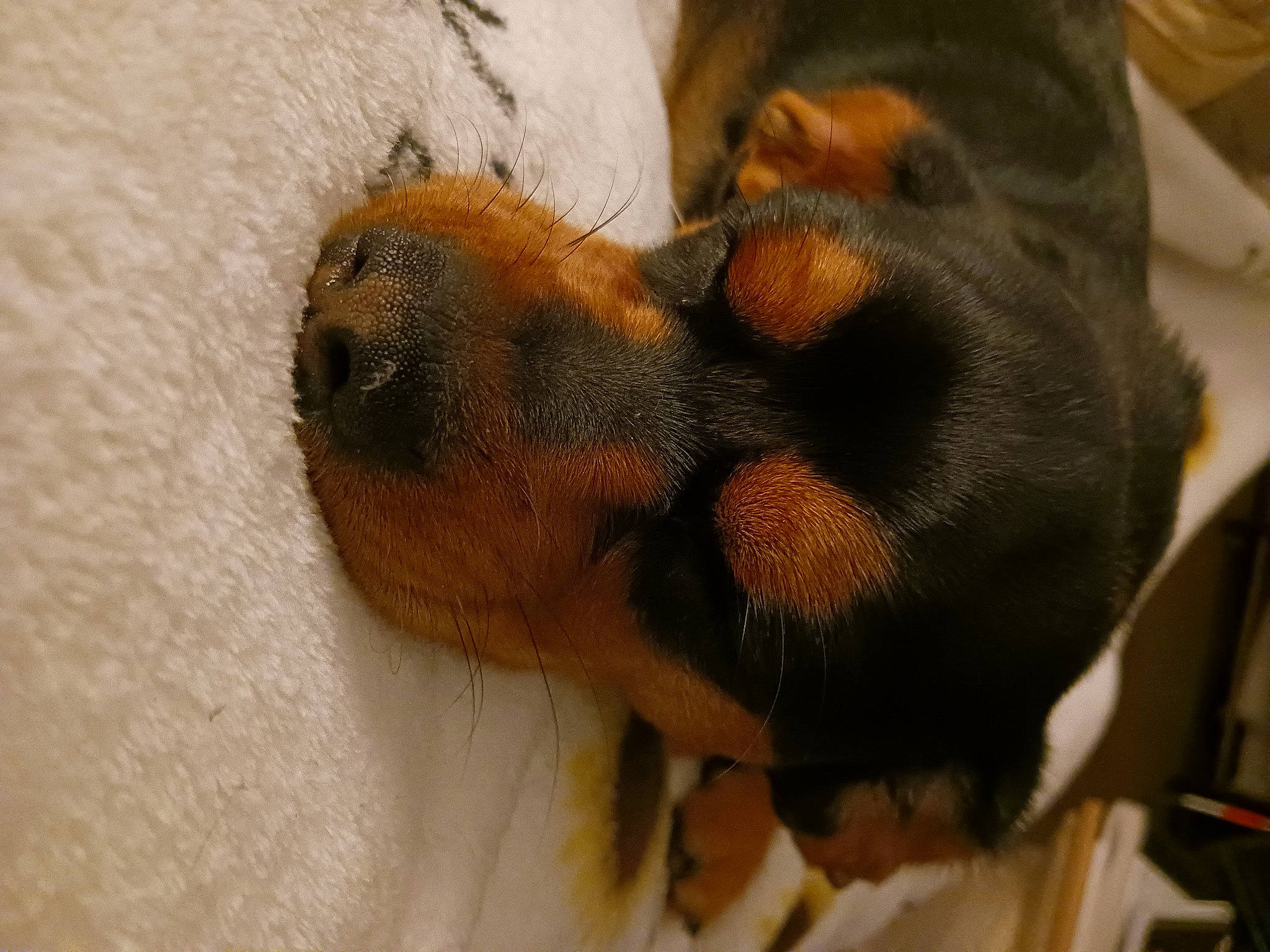 Sapphire joined the competition — help win amazing prizes! canidae, carnivore, claw, comfort, companion_dog, dog, dog_breed, ear, fawn, fur, guard_dog, hound, liver, paw, prazsky_krysarik, snout, sporting_group, tail, terrestrial_animal, toy_dog