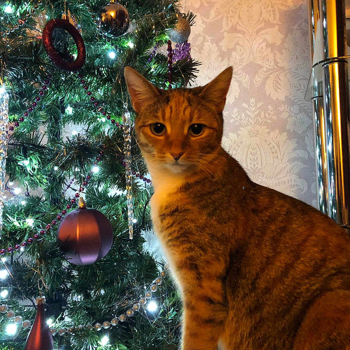 Tilly