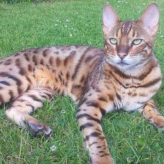 Oscar