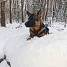 Aslan a rejoint le concours — aidez-le/la à gagner de superbes lots ! alert, animal, background, canine, cold, dog, forest, fur, german_shepherd, landscape, nature, outdoor, quiet, seasonal, snow, snowy, trees, wildlife, winter, woods