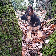 Aslan participe au concours pour gagner de l'argent avec cette photo : animal, autumn, canine, curious, dog, ears, forest, fur, german_shepherd, laying, leaves, moss, nature, outdoor, puppy, scenery, trees, trunks, woodland, young