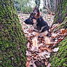 animal, autumn, canine, curious, dog, ears, forest, fur, german_shepherd, laying, leaves, moss, nature, outdoor, puppy, scenery, trees, trunks, woodland, young