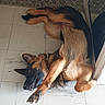animal, canine, companion, dog, domestic, ear, floor, fur, german_shepherd, home, indoor, lying_down, mirror, paw, pet, reflection, relaxed, resting, sleeping, tile_floor