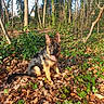 Aslan a rejoint le concours — aidez-le/la à gagner de superbes lots ! animal, autumn_leaves, black, brown, cute, daylight, dog, forest, german_shepherd, greenery, ivy, nature, outdoor, pet, playful, puppy, sitting, sunlight, tongue_out, trees