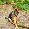 animal, bark, canine, daylight, dog, forest, german_shepherd, greenery, leaf, moss, nature, outdoor, path, pet, playful, sitting, stick, tongue_out, tree, wood