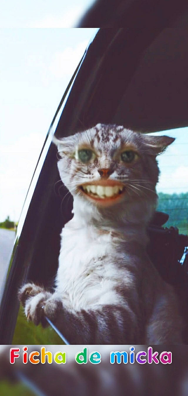 Speedy a rejoint le concours — aidez-le/la à gagner de superbes lots ! american_curl, american_wirehair, asian, carnivore, cat, domestic_short_haired_cat, felidae, german_rex, small_to_medium_sized_cats, snout, tabby_cat, whiskers