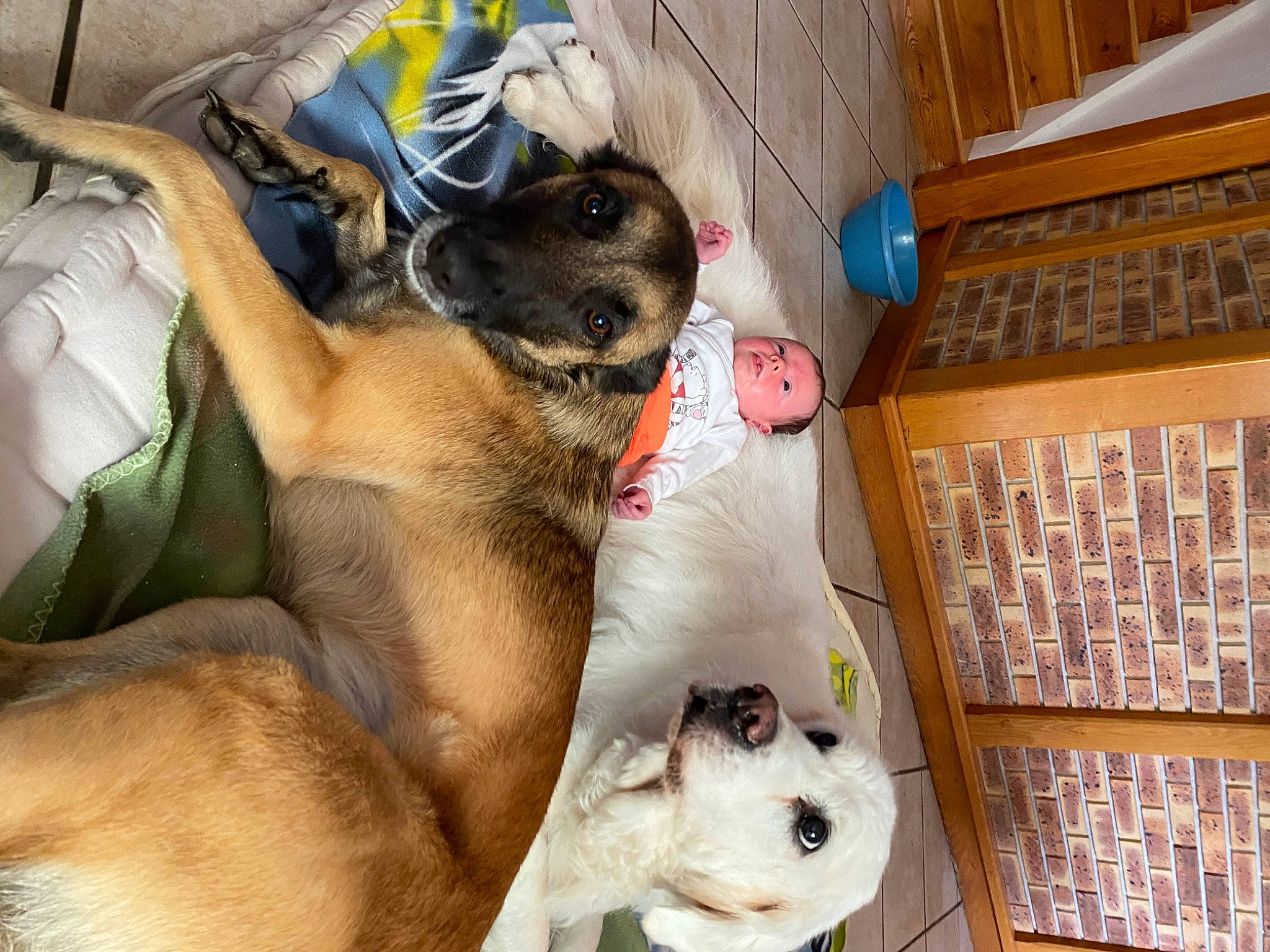 Lia participe au concours pour gagner de l'argent avec cette photo : canidae, carnivore, comfort, companion_dog, dog, dog_breed, dog_supply, fawn, fur, guard_dog, mammal, paw, person, pet_supply, snout, sporting_group, street_dog, toy_dog, vertebrate, whiskers