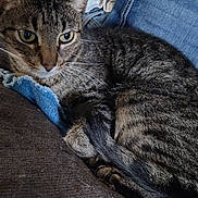 Mickey Mouse is registered to the contest to win money with this photo: cat, tabby_cat, pet, feline, indoor, couch, denim, fabric, resting, close_up, fur, whiskers, ears, tail, relaxed, home, animal, mammal, domestic, cozy
