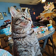 Max is registered to the contest to win money with this photo: can, ceiling_fan, close_up, clutter, couch, curious, domestic_cat, furniture, green_eyes, household, indoor, living_room, orange_cat, pet, portrait, sitting, tabby_cat, table, whiskers, window