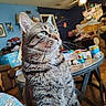 can, ceiling_fan, close_up, clutter, couch, curious, domestic_cat, furniture, green_eyes, household, indoor, living_room, orange_cat, pet, portrait, sitting, tabby_cat, table, whiskers, window