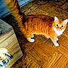 cat, orange_cat, tabby, pet, indoor, floor, wooden_floor, parquet, furniture, blanket, curious, tail, paws, white_paws, white_chest, domestic_cat, animal, cute, furry, looking_up