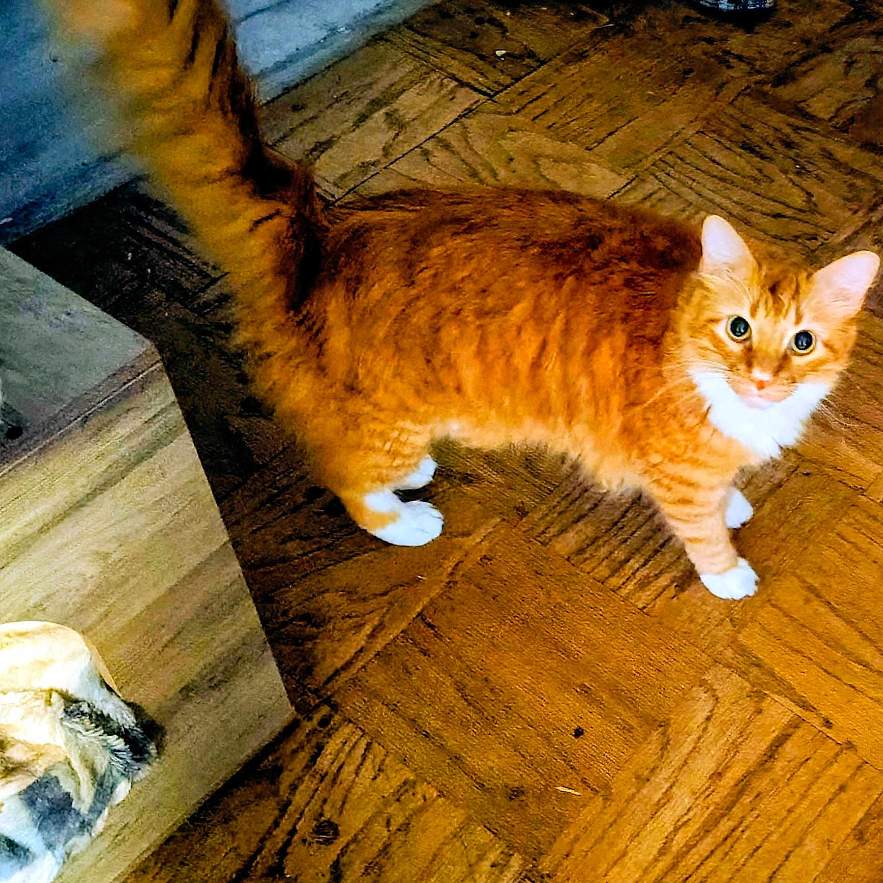 Pumpkin