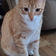 Leo is registered to the contest to win money with this photo: cat, orange_tabby, white_paws, indoor, wooden_floor, pet, animal, curious, sitting, feline, mammal, domestic_cat, whiskers, ears, eyes, fur, cute, companionship, home, cozy
