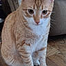cat, orange_tabby, white_paws, indoor, wooden_floor, pet, animal, curious, sitting, feline, mammal, domestic_cat, whiskers, ears, eyes, fur, cute, companionship, home, cozy